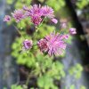 Thalictrum aquilegiifolium 'Purpureum'_1
