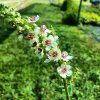 Verbascum chaixii 'Wedding Candles' _2
