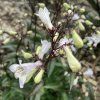 Penstemon digitalis 'Husker Red'_1