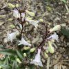 Penstemon digitalis 'Husker Red'_2