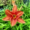 Hemerocallis fulva _2