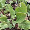 Eryngium amethystinum