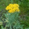 Achillea filipendulina 'Coronation Gold' _4