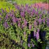 Agastache 'Blue Boa'_1