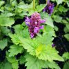 Agastache 'Blue Boa'_2