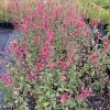 Agastache 'Kudos Coral'_2