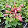 Agastache 'Kudos Coral'