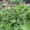 Alchemilla mollis ’Select’