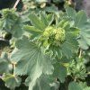 Alchemilla sericata