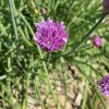 Allium schoenoprasum 'Jemná'_2