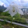 Aquilegia vulgaris 'Alba'_3