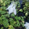 Aquilegia vulgaris 'Alba'_1