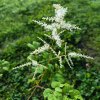 Aruncus sinensis 'Zweiweltenkind'_1