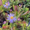Aster ageratoides 'Adustus Nanus'_2