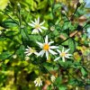 Aster divaricatus