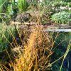 Deschampsia caespitosa 'Goldtau' _3