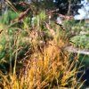 Deschampsia caespitosa 'Goldtau' _2
