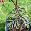 Dicentra spectabilis 'Valentine' _2