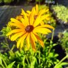 Rudbeckia fulgida var. 'Deamii'_1