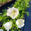Campanula persicifolia 'Alba'_2