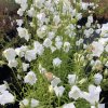 Campanula persicifolia 'Alba'_4