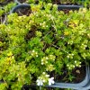 Thymus praecox 'Albiflorus'_2