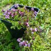 Thymus serpyllum 'Magic Carpet'_2