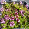 Thymus serpyllum 'Magic Carpet'_1