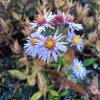 Aster novae-angliae 'Fragstein'_2