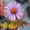 Aster novae-angliae 'Fragstein'_1