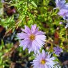 Aster novi-belgii 'Rosenquarz'_2