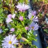 Aster novi-belgii 'Rosenquarz'_4