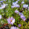 Aster novi-belgii 'Rosenquarz'_1