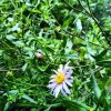 Aster pyrenaeus 'Lutetia'_2