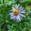 Aster pyrenaeus 'Lutetia'