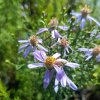 Aster sedifolius_2