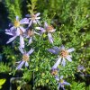 Aster sedifolius_1