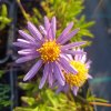 Aster tibeticus