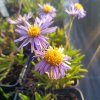 Aster tibeticus_2