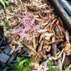 Astilbe simplicifolia 'Hennie Graafland'_2