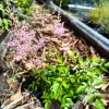 Astilbe simplicifolia 'Hennie Graafland'_1