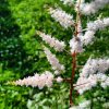 Astilbe x arendsii 'Bronzlaub'_4