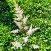 Astilbe x arendsii 'Bronzlaub'_5