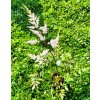 Astilbe x arendsii 'Bronzlaub'_6