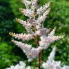 Astilbe x arendsii 'Bronzlaub'_3