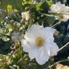 Anemone x hybrida 'Whirlwind'_5