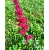 Astilbe x arendsii 'Fanal' _2