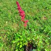 Astilbe x arendsii 'Fanal' _3