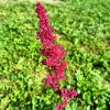 Astilbe x arendsii 'Fanal' _1