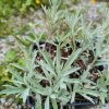 Artemisia ludoviciana 'Silver Queen'_1